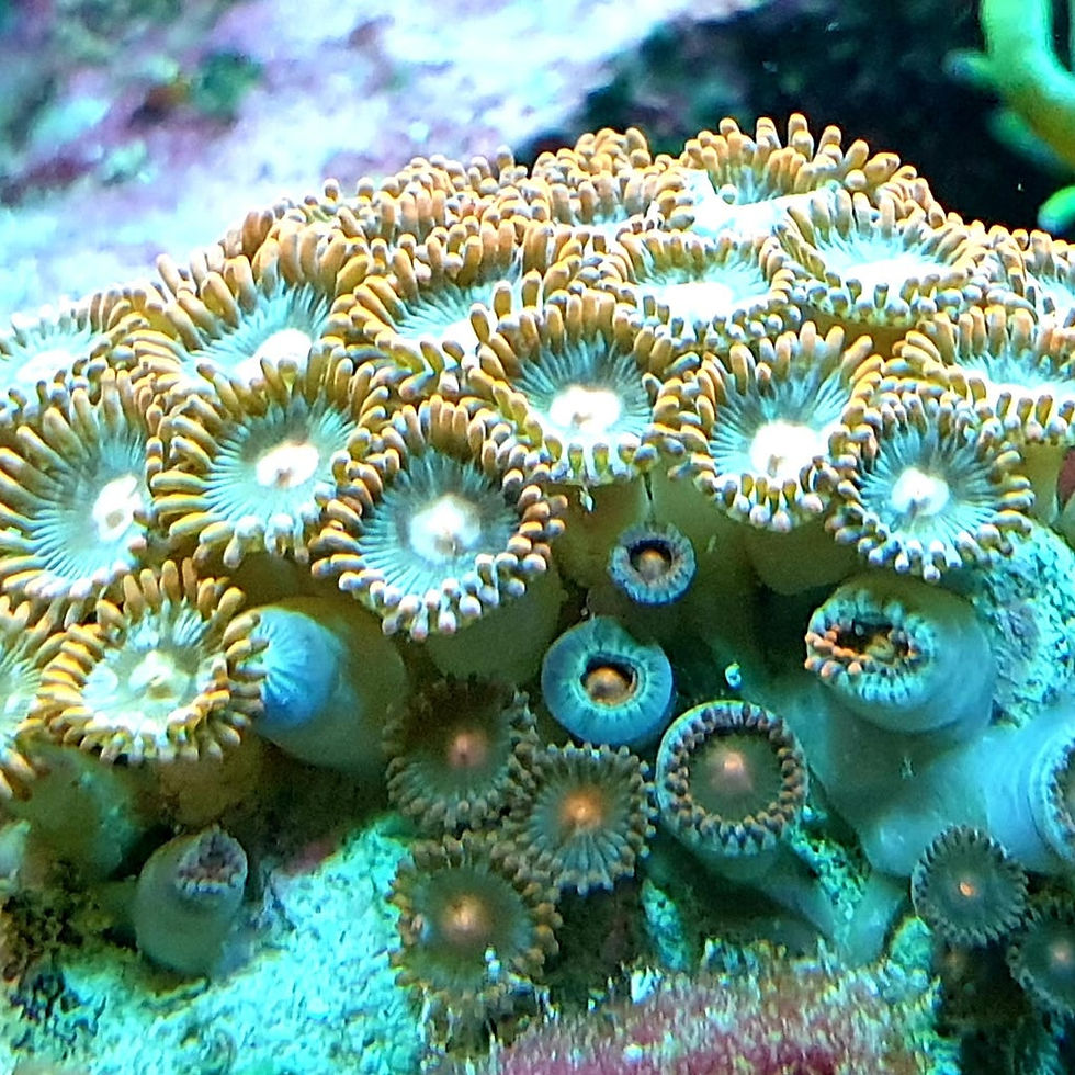 Miniaturbild: Zoanthus sp. - Krustenanemonen, verschiedene Farben