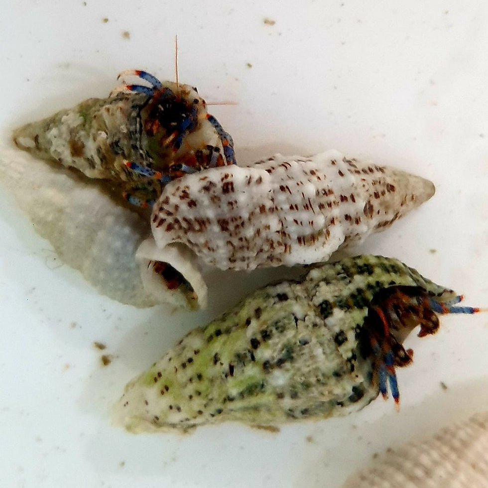 Miniaturbild: Clibanarius tricolor - Blaubein-Einsiedlerkrebs