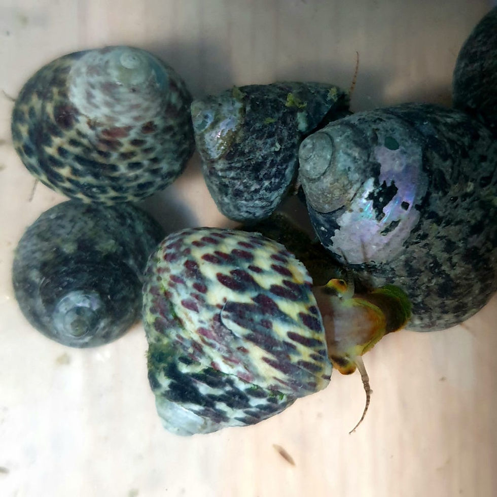 Miniaturbild: Phorcus turbinatus - Würfelturban-Schnecke (Mittelmeer)