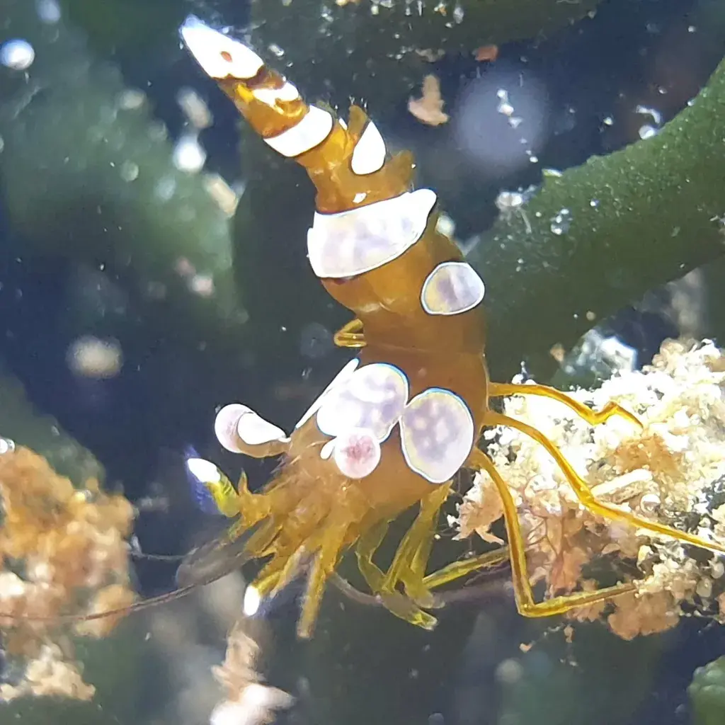 Thor amboinensis Hohlkreuz-Garnele (Sexy Shrimp)