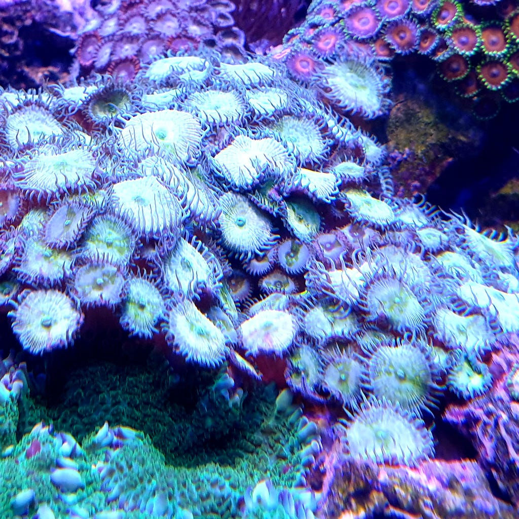 Palythoa sp. "Mindblowing"