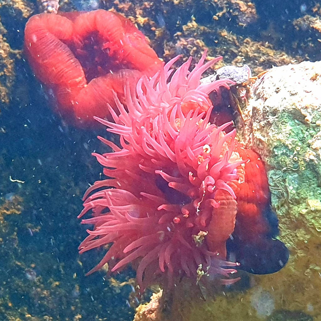 Actinia mediterranea - Große Aktinie (Adria, Kroatien)