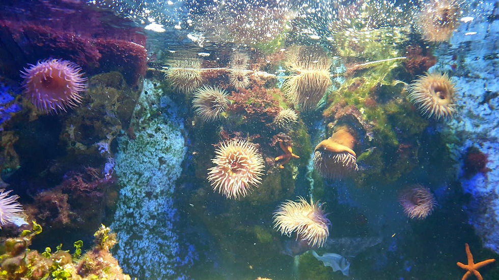 Miniaturbild: Actinia mediterranea - Große Aktinie (Adria, Kroatien)
