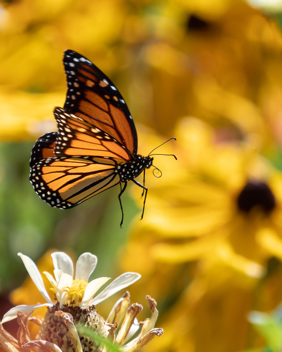 Monarch Butterfly in Flight with yellow flowers.jpg