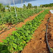 IMG-20210104-WA0010.jpeg