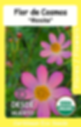 Pink Cosmo Flower