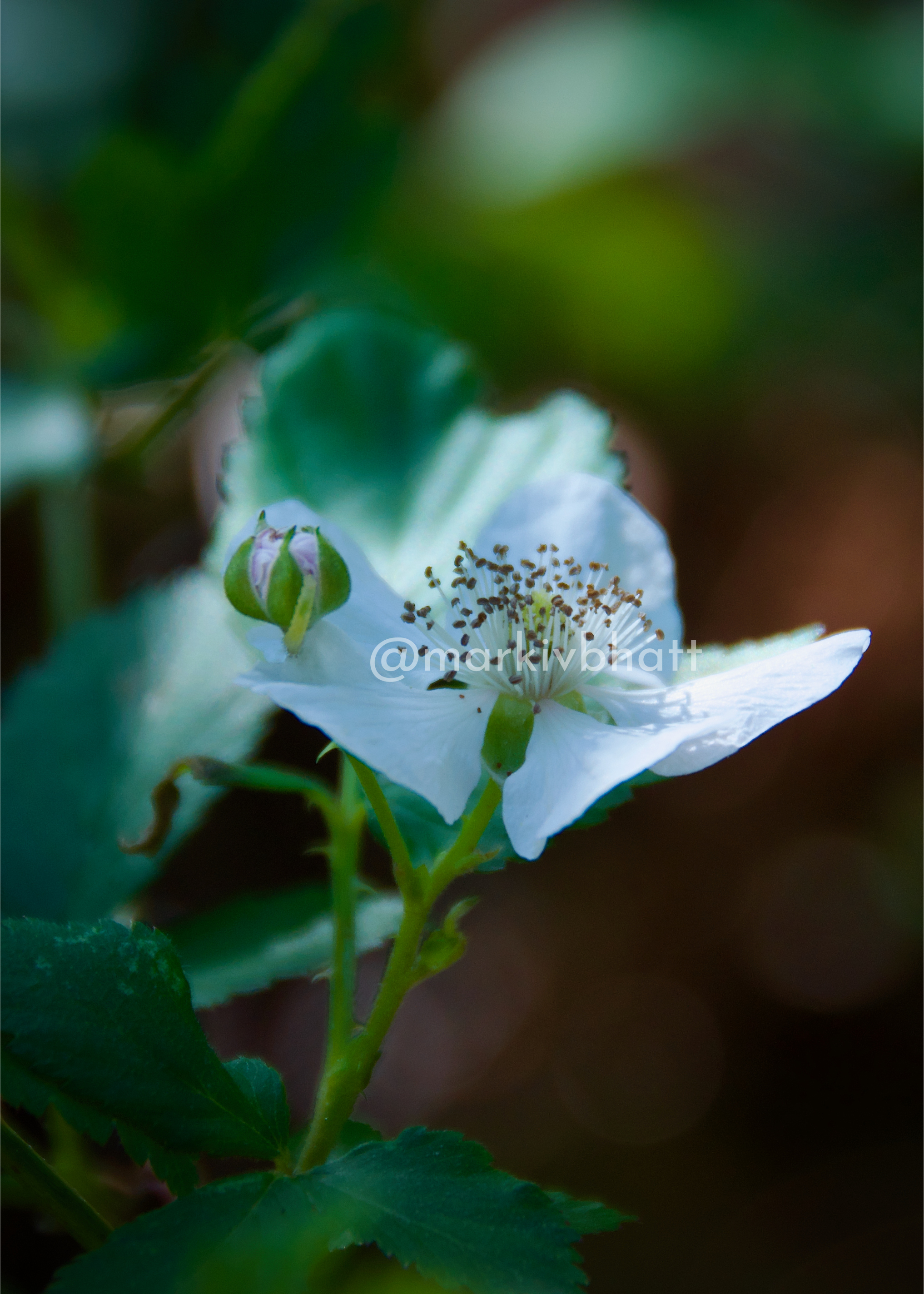 Blackberry Bramble