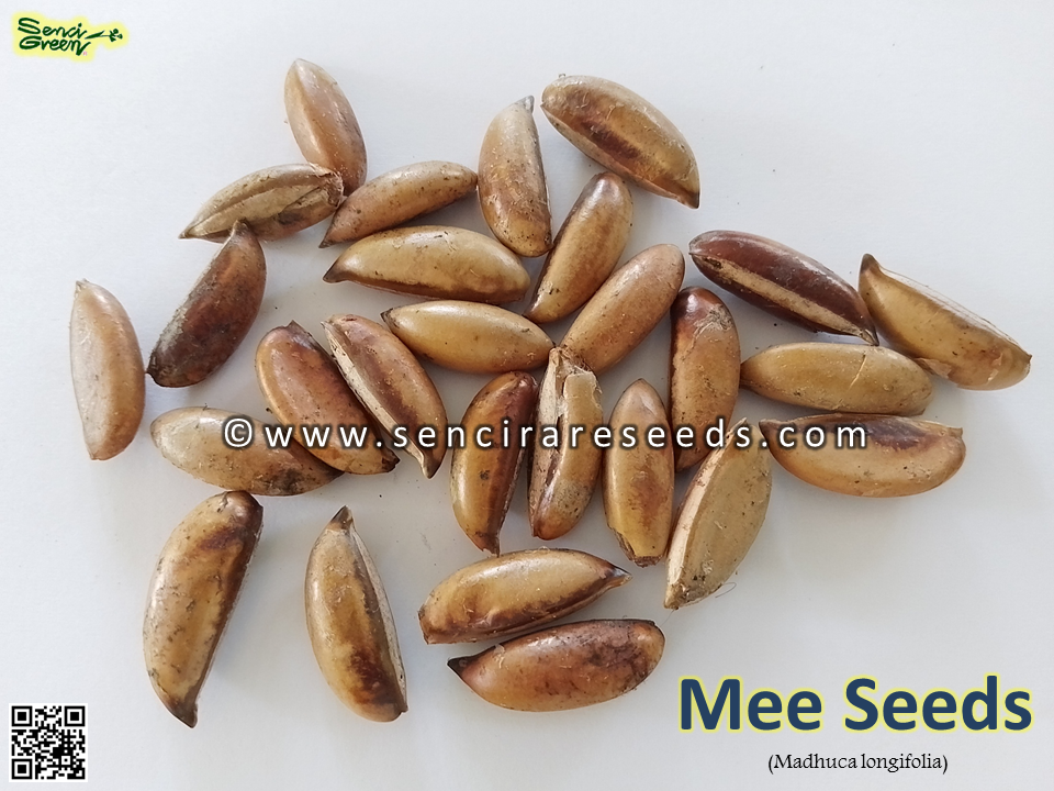 Miniature : Mee, Butter Tree Seeds  (Madhuca longifolia) 10 seeds