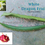 Thumbnail: White centred pitaya Dragon Fruit Cuttings x2 (Hylocereus undatus)