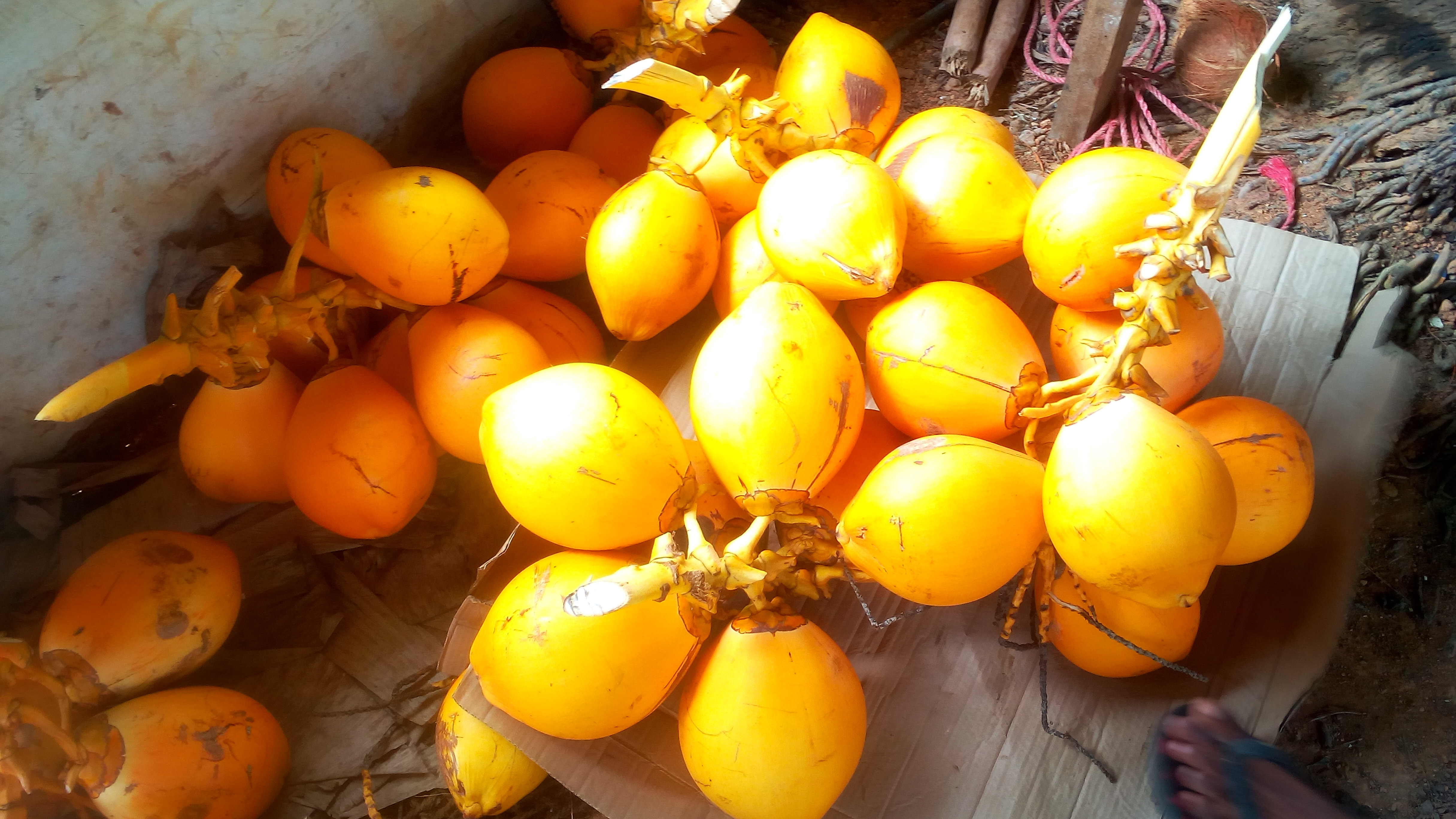 Senci Rare Seeds AreaKing Coconut (Orange Color)  seed