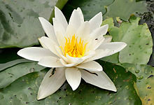 Nymphaea alba flower seeds (AQ001) | sencirareseedsarea