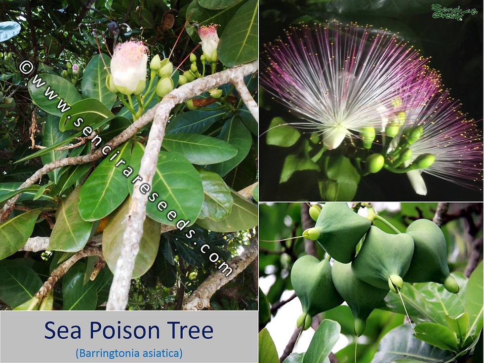 Miniature : Sea poison tree seedling x1 (Barringtonia asiatica)