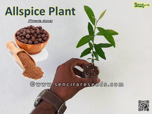 automatic watering system for outdoor potted plants Grey / US DI-Smart Automatic Watering System