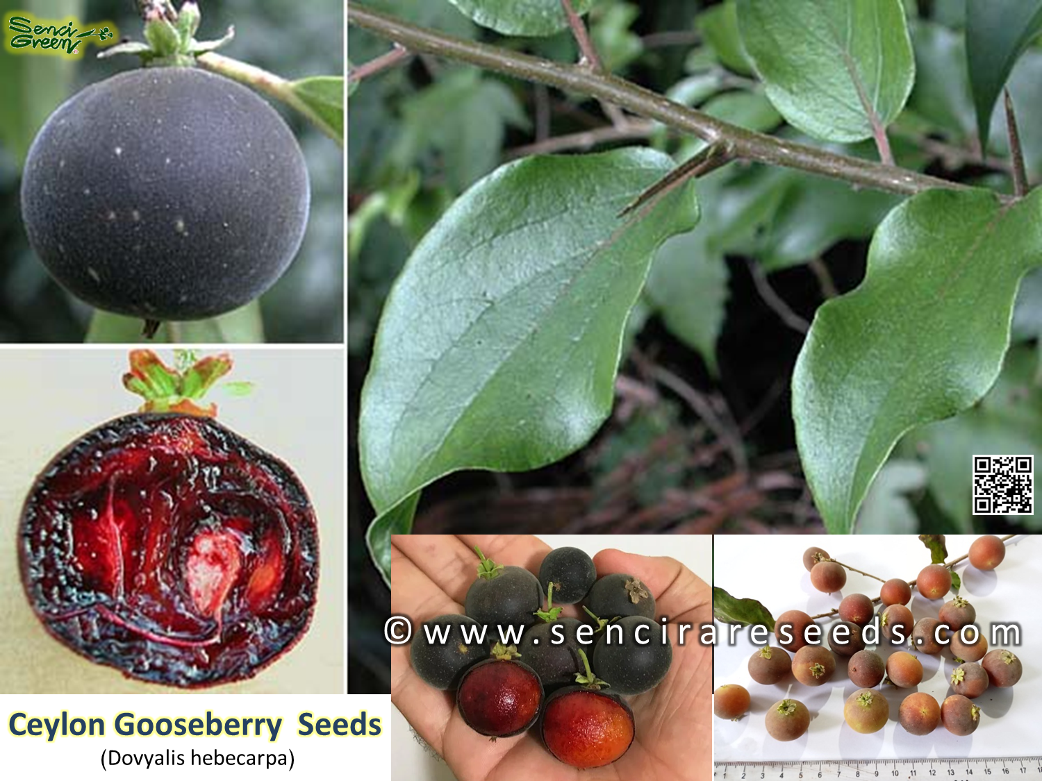 Dovyalis hebecarpa Seeds, Ceylon Gooseberry, Tropical Superfruit Shrub