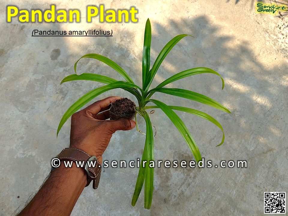 Thumbnail: Pandan Spice Plant ( Amaryllifolius pandanus ) indoor , outdoor plant
