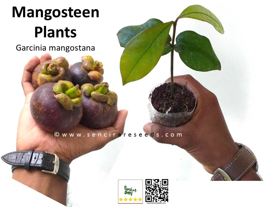 Miniature : Mangosteen plants "Garcinia mangostana"  (8" - 12" Inches Size)