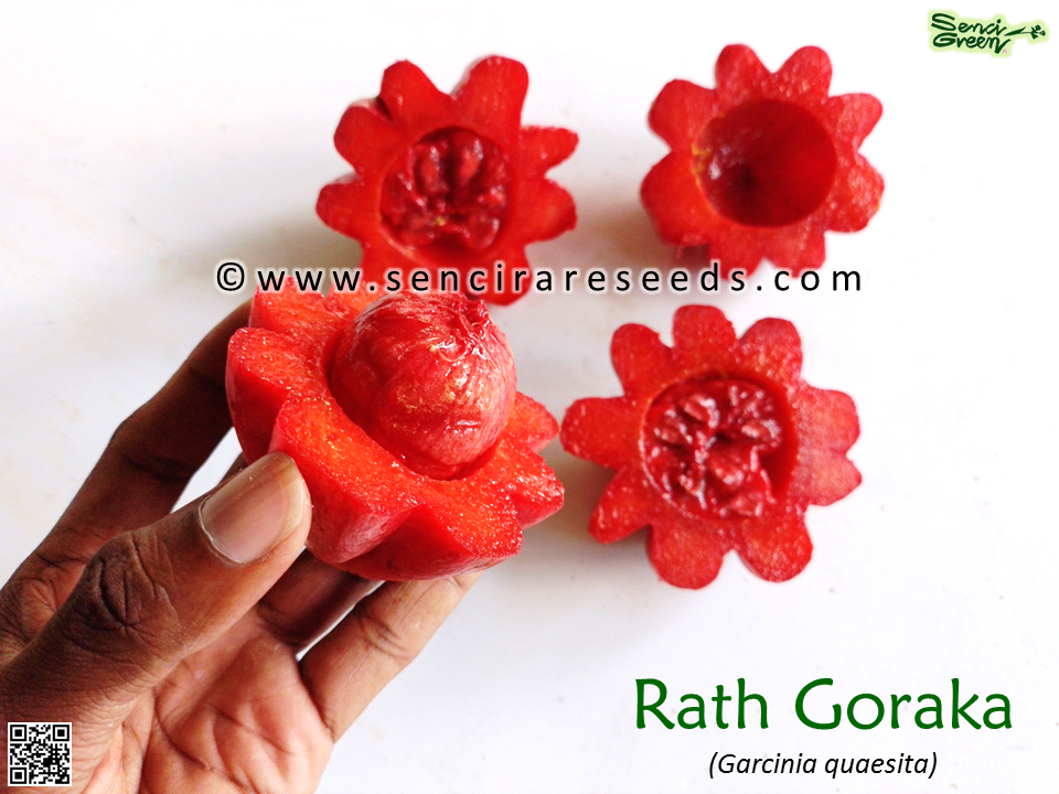 Miniature : Rath Goraka Seeds (Garcinia quaesita)