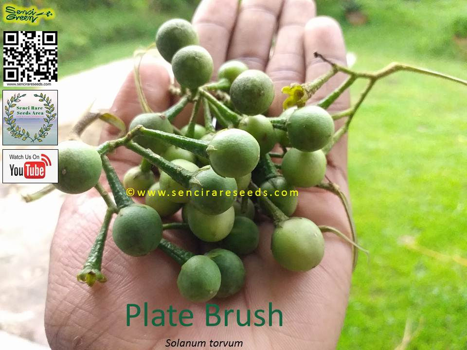 Miniature : Plate Brush (Solanum torvum) seeds