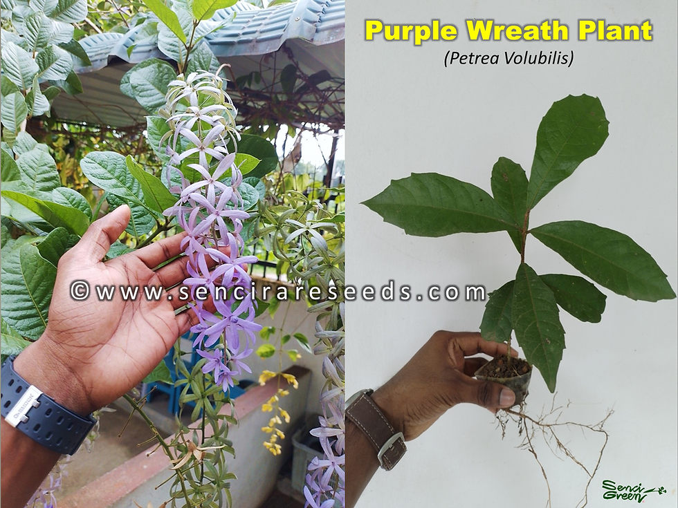 Miniature : Purple Wreath Plant x1 (Petrea Volubilis) Sandpaper Vine Plant