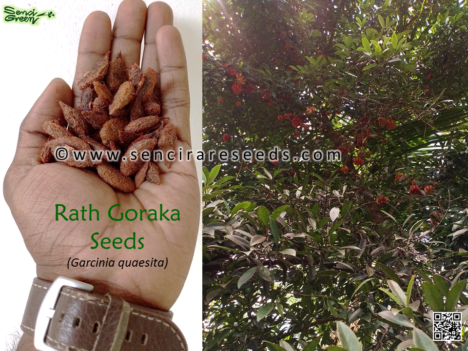 Miniature : Rath Goraka Seeds (Garcinia quaesita)