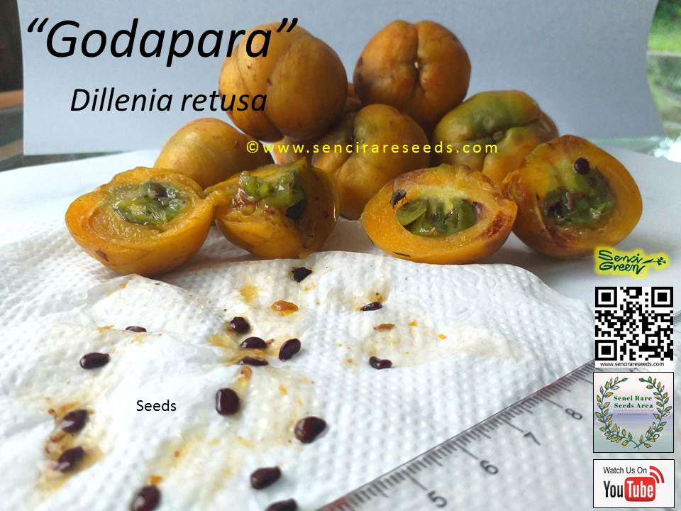 Miniature : Dillenia retusa 100% FRESH seeds, Rare herbal plants "https://www.sencirareseeds.com/"