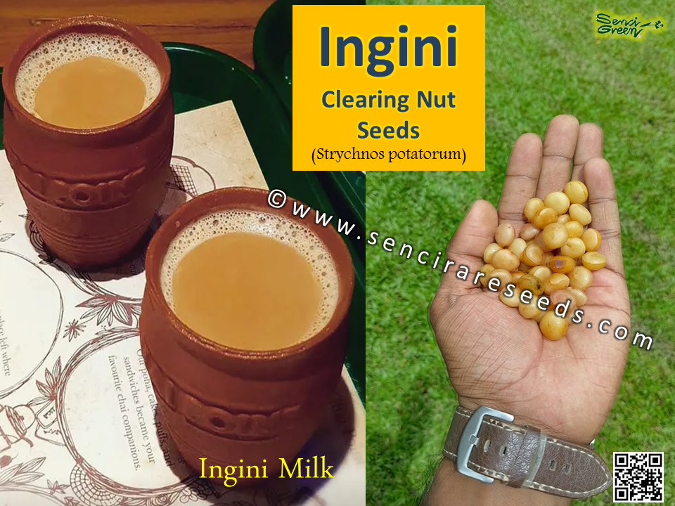 Miniature : Ingini Seeds, Clearing Nut (Strychnos potatorum)