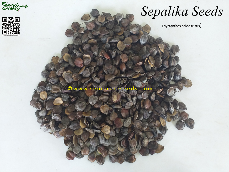 Miniature : Sepalika Seeds (Nyctanthes arbor-tristis) Flower Seeds