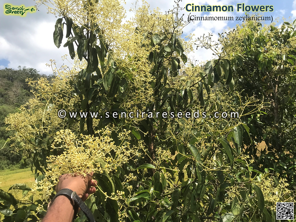 Miniature : Premium Dried Cinnamon Flowers (Cinnamomum zeylanicum)