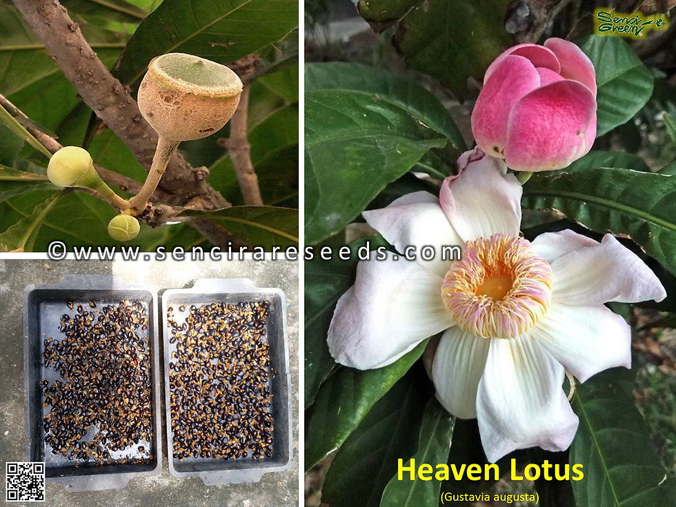 Heaven Lotus Seeds (Gustavia augusta) Membrillo fresh seeds