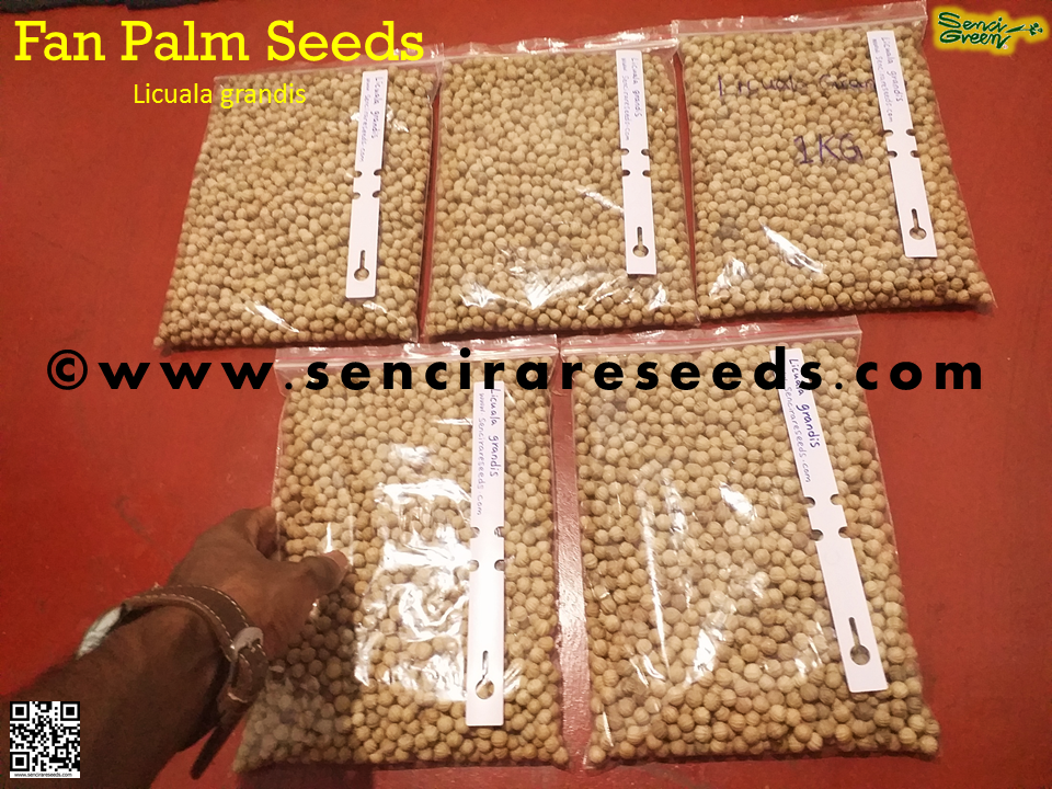 Thumbnail: Fan Palm Seeds #wholesale  (Licuala grandis)