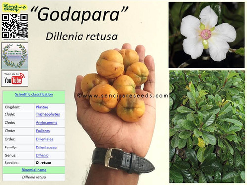 Dillenia retusa 100% FRESH seeds, Rare herbal plants | sencirareseedsarea