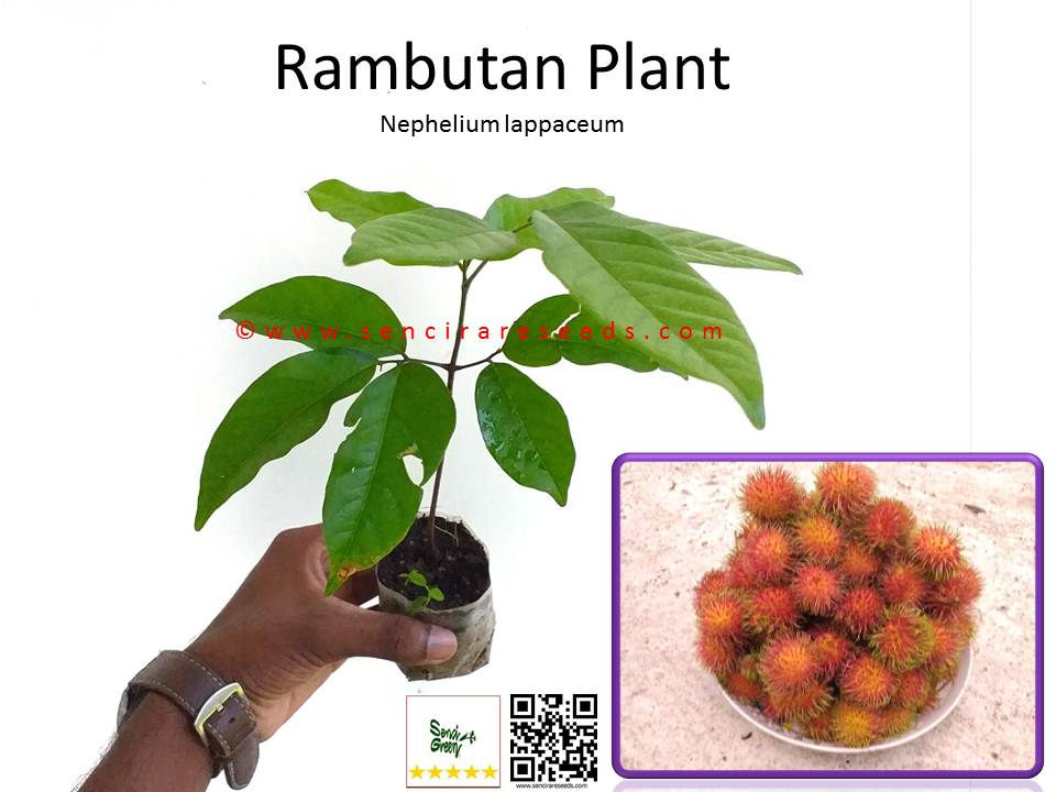 Thumbnail: Rambutan Plant (Nephelium lappaceum) 8"- 12" Inches size