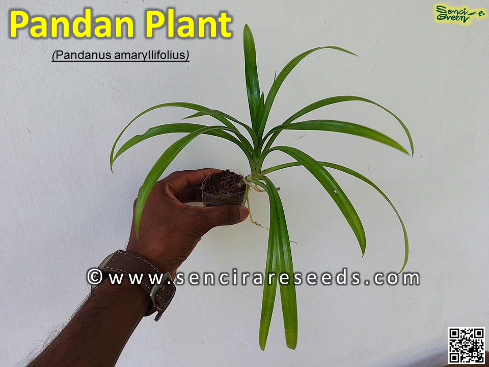 Thumbnail: Pandan Spice Plant ( Amaryllifolius pandanus ) indoor , outdoor plant