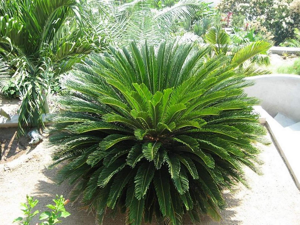 Miniature : Sago Palm Bulbs (Cycas revoluta)