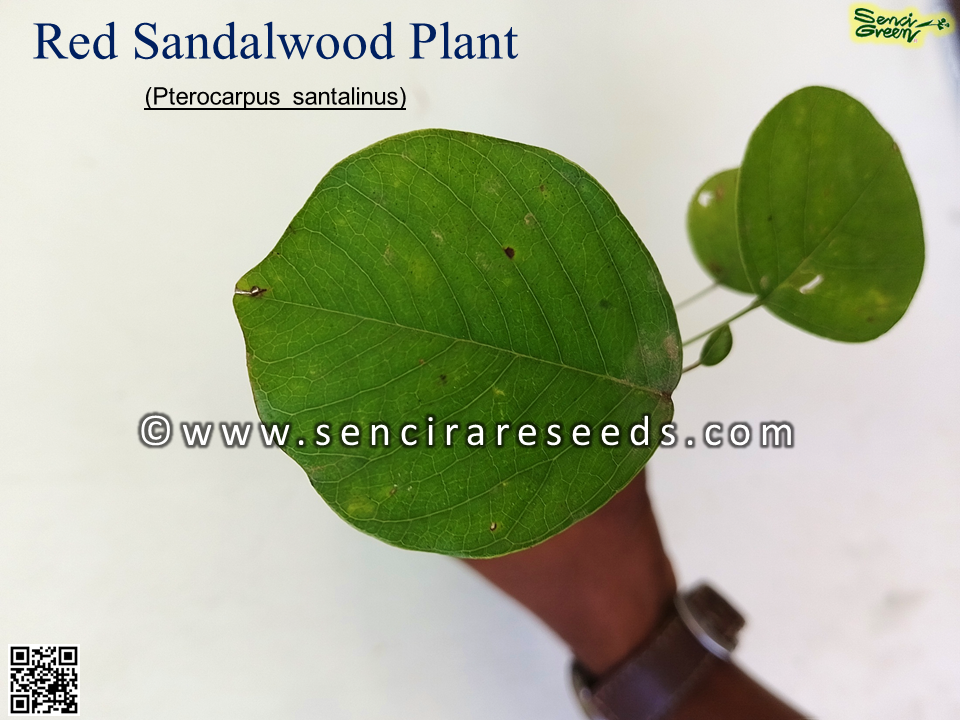 Thumbnail: Red Sandal Wood Plant (Pterocarpus santalinus ) 8"-12" Inches Size