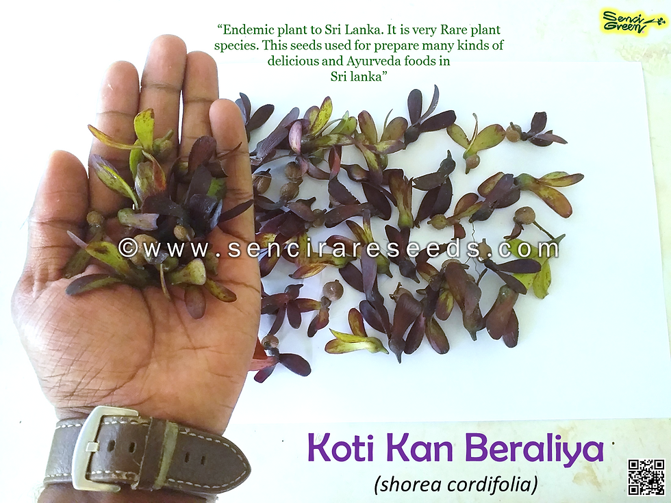 Koti Kan Beraliya Seeds Shorea Cordifolia Rare Herbal Koti Kan Beraliya Seeds Shorea Cordifolia Rare Herbal