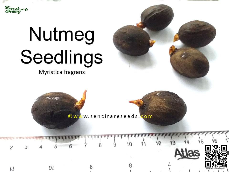 Miniature : Nutmeg Seedlings (Myristica fragrans)