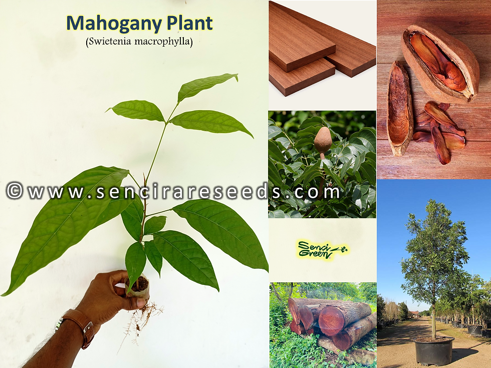 Mahogany Plant (Swietenia macrophylla)
