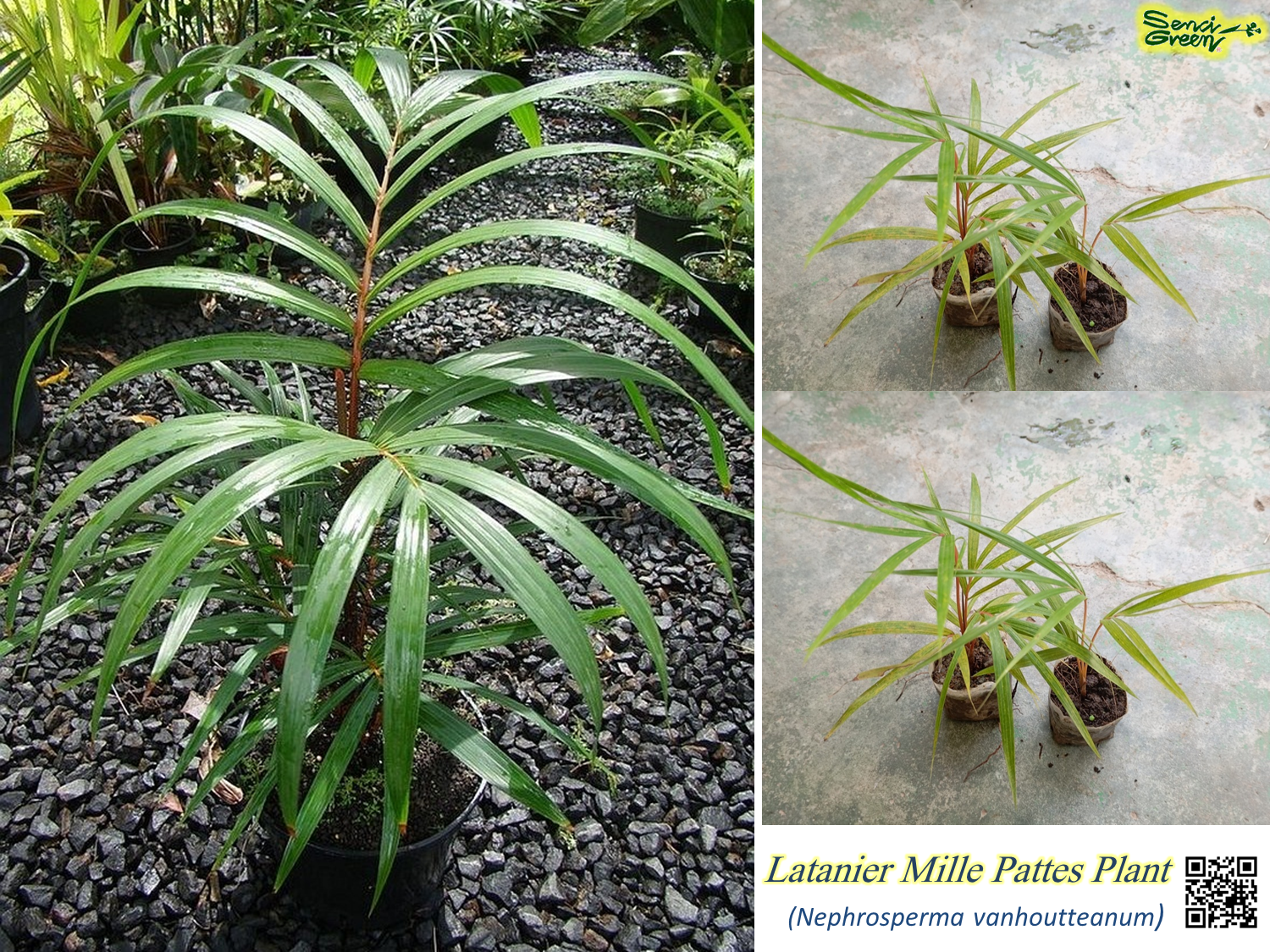 Latanier Mille Pattes Plants (Nephrosperma van-houtteanum)