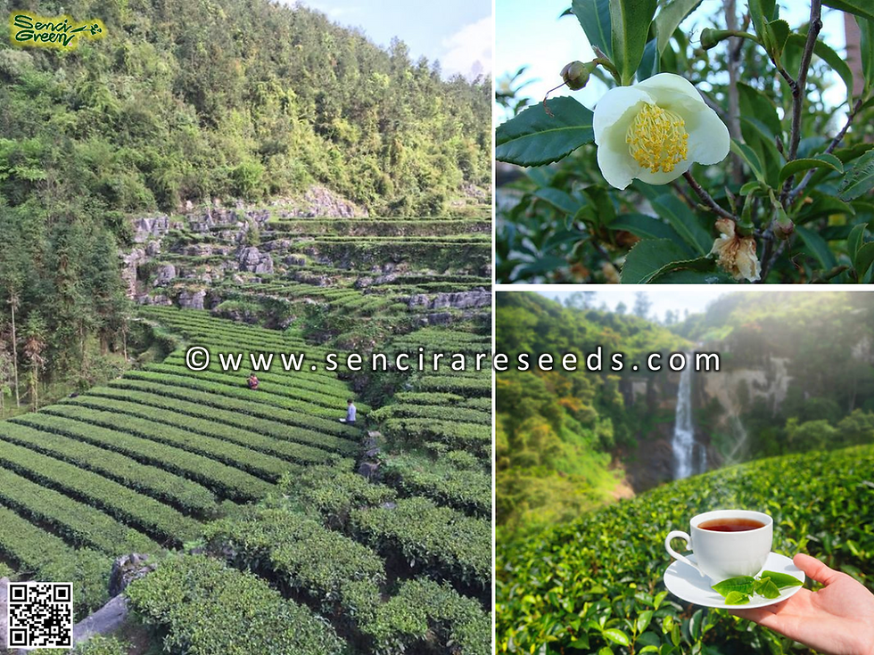 Thumbnail: Tea Seeds (Camellia sinensis)