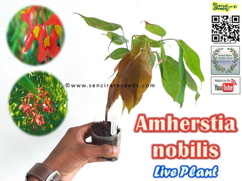 Amherstia nobilis Plant 6