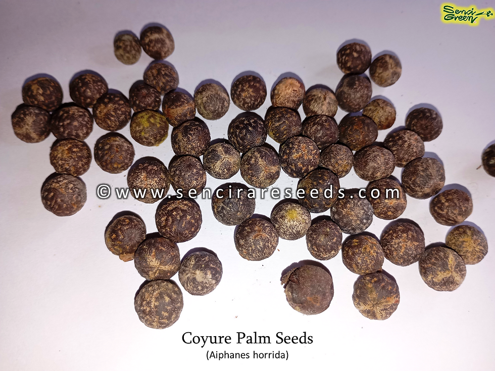 Thumbnail: Coyupe Palm Seeds (Aiphanes horrida)