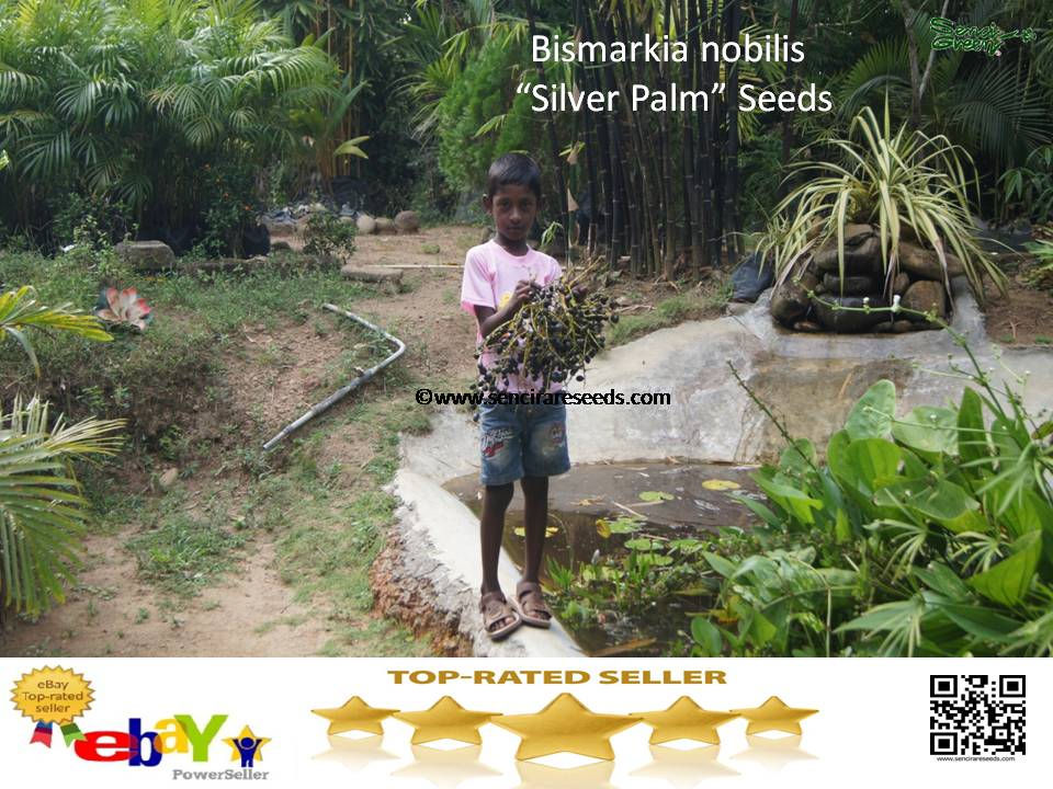 Thumbnail: Bismarkia nobilis