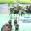 Thumbnail: cinnamon live plants / 10 plants ,cinnamon zeylanicum "True cinnamon"