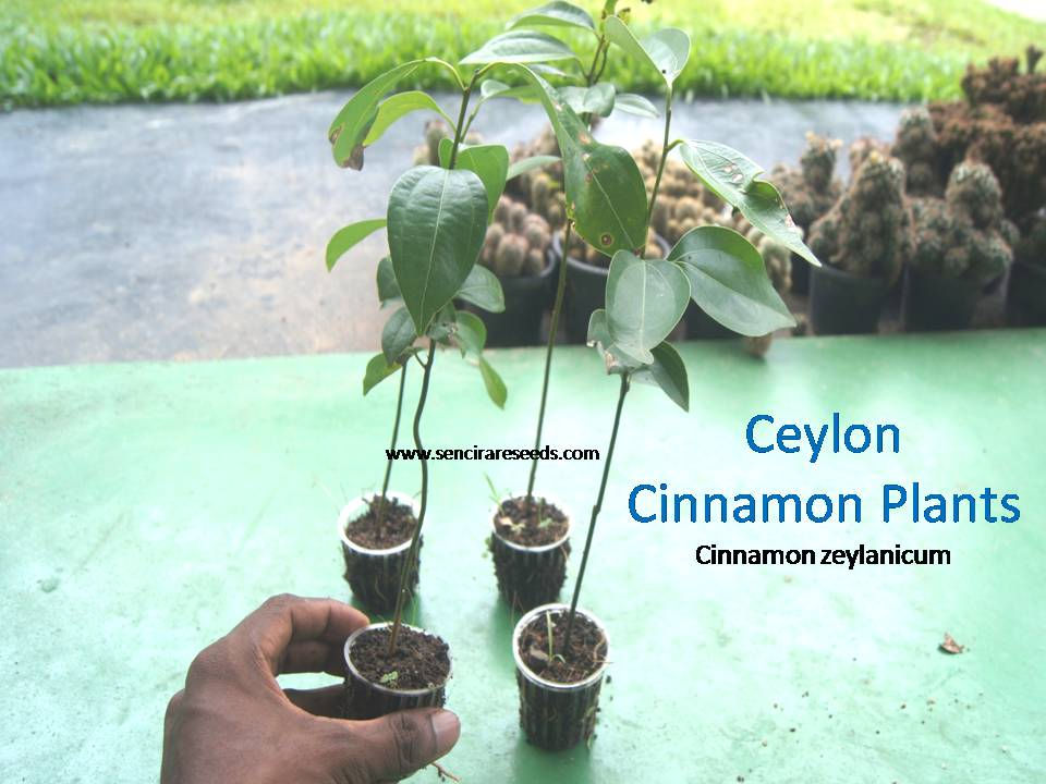 Thumbnail: cinnamon live plants / 10 plants ,cinnamon zeylanicum "True cinnamon"