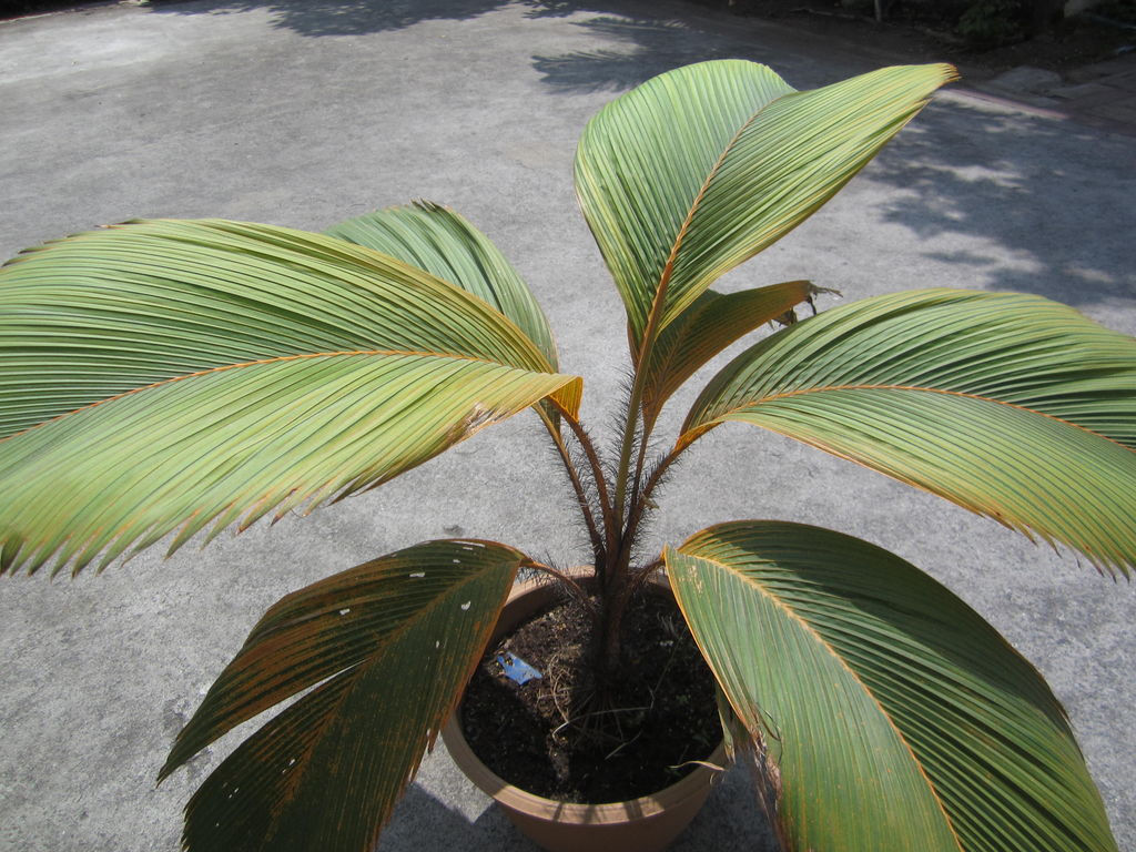 Stevensonia palm Seedlings (Phoenicophorium borsigianum) Wholsale