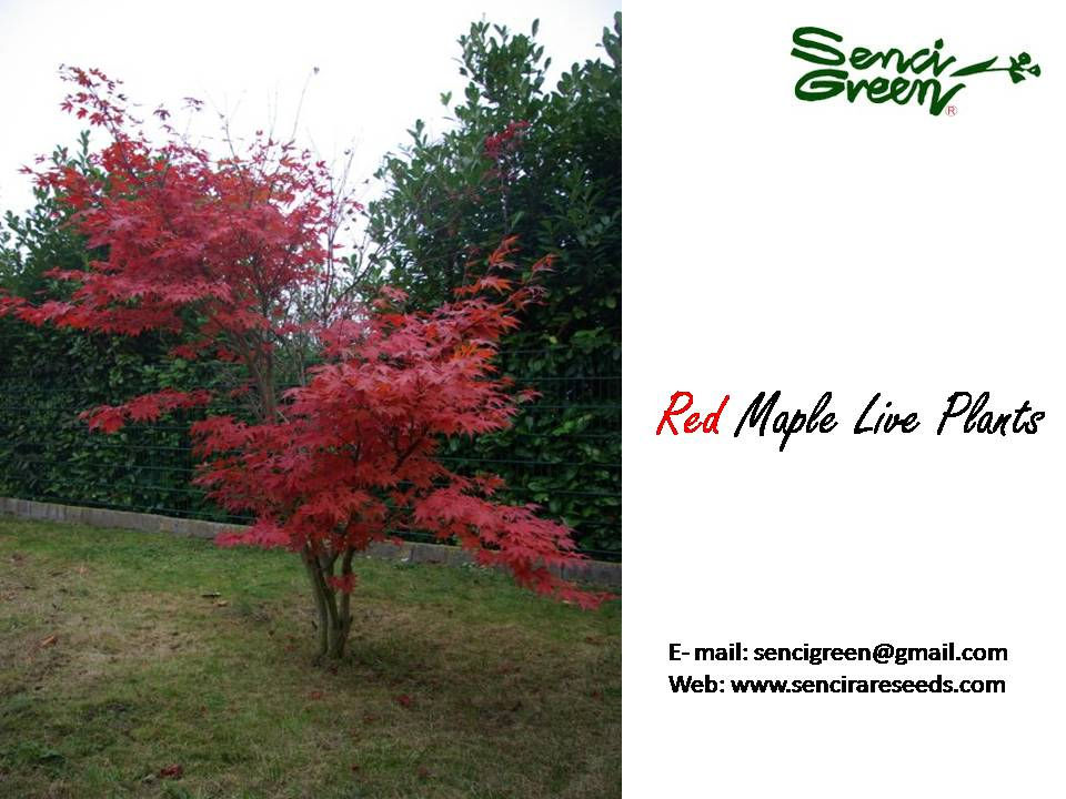 Thumbnail: 1 1/2 feet Red Maple Plants