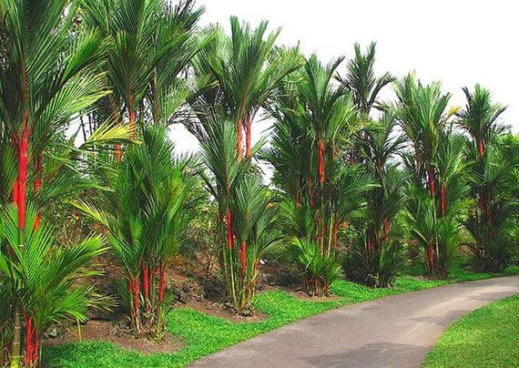 Miniature : Red sealing wax palm seeds , Cyrtostachys renda