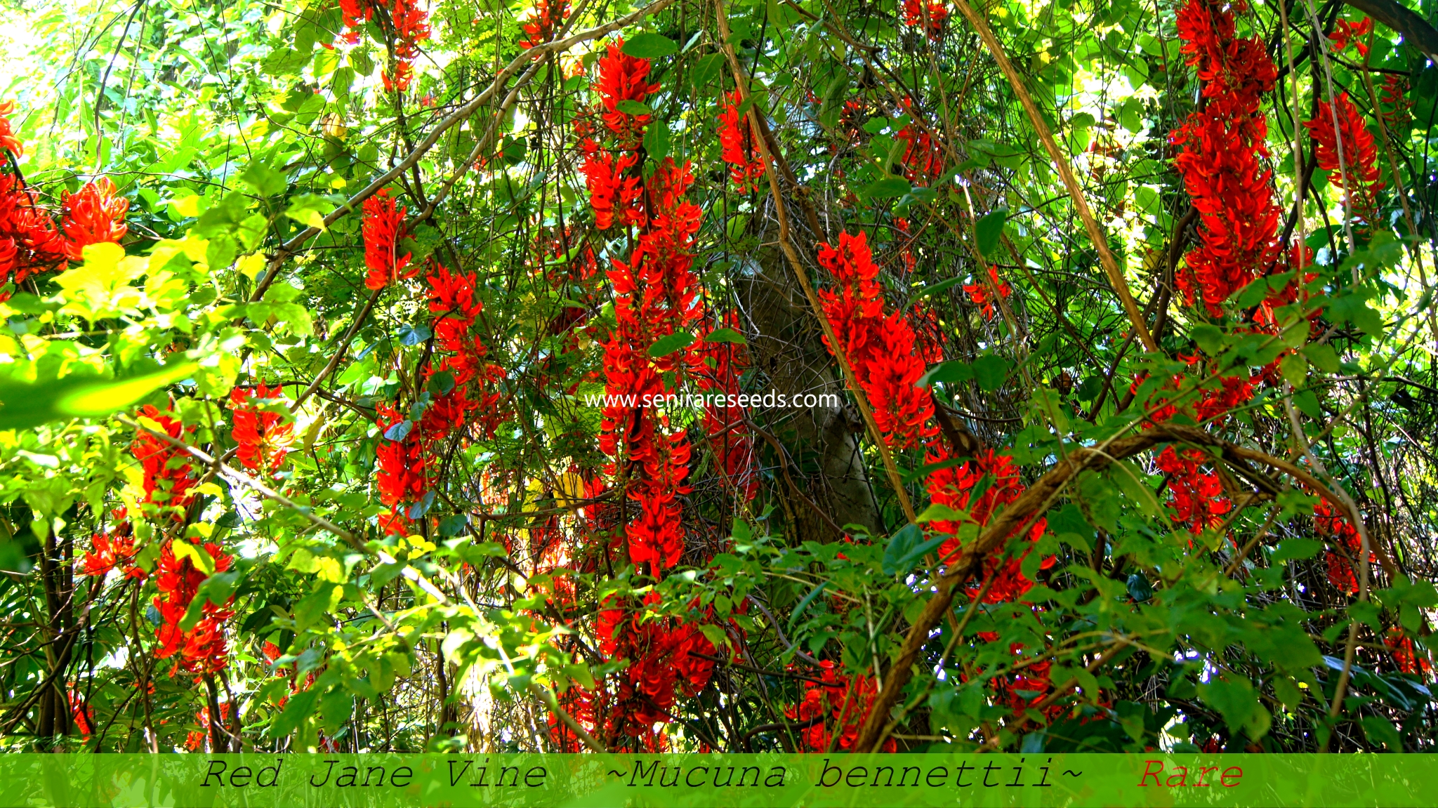 Home Senci Rare Seeds Area Buy Rare Seeds Buy Live Plants Online