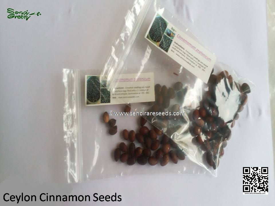 Thumbnail: Fresh Ceylon Cinnamon, Cinnamomum zeylanicum